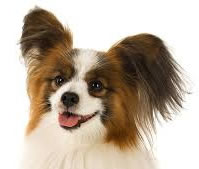 photo of small dog